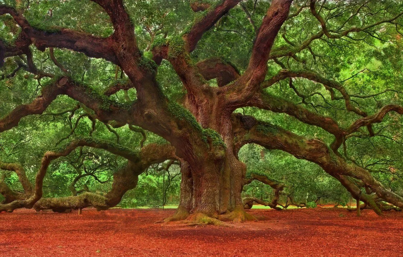 Это был огромный дуб. Лимузенского дуба. Красивое дерево. Красивый дуб. Дуб дерево.