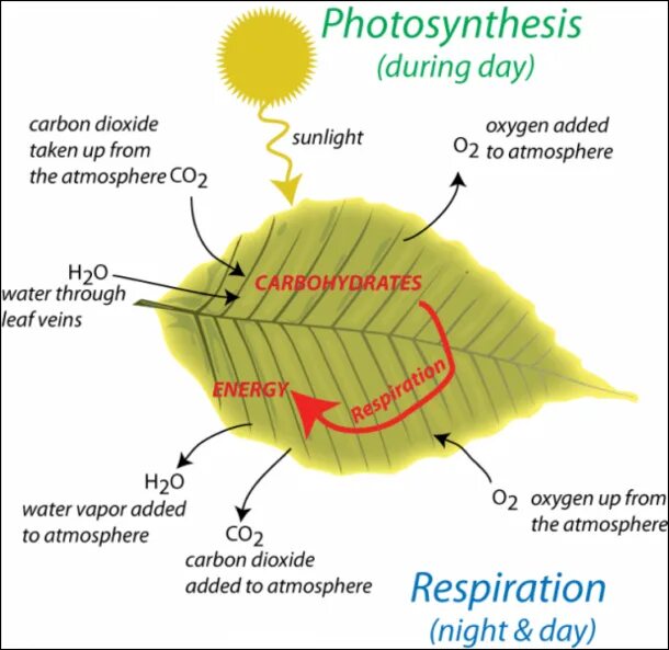 Carbon plants. Photosynthesis and respiration. Фотосинтез. Plant respiration. Зостера фотосинтез.