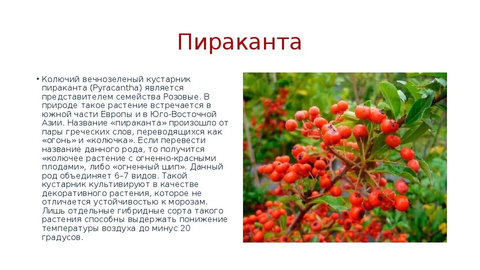 genus Pyracantha - Image of an specimen - Plantarium