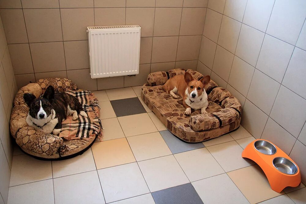 Отель для домашних животных. Гостиница для животных сутки. Гостиница для животных. Гостиница для домашних животных. Гостиница для животных.