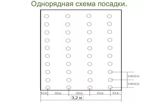 Огурцы схема посадки в открытый грунт. Схема посадки фасоли в открытый грунт. Схема посадки гороха в открытом грунте. Горох схема посадки в открытый грунт.