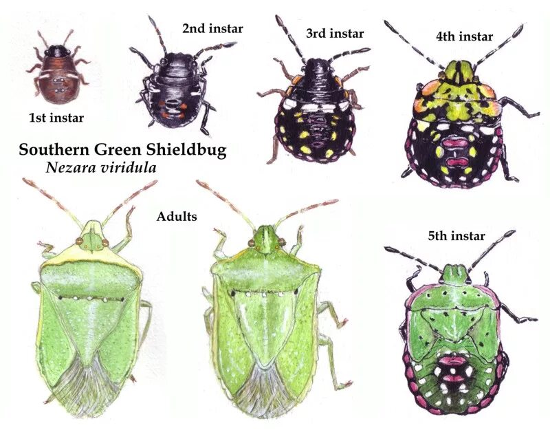 Какое развитие характерно для клопа щитника ягодного. Личинка клопа щитника. Клоп-щитник Nezara viridula. Щитник Nezara viridula (зелёный овощной клоп). Клоп щитник зелёный, нимфа.