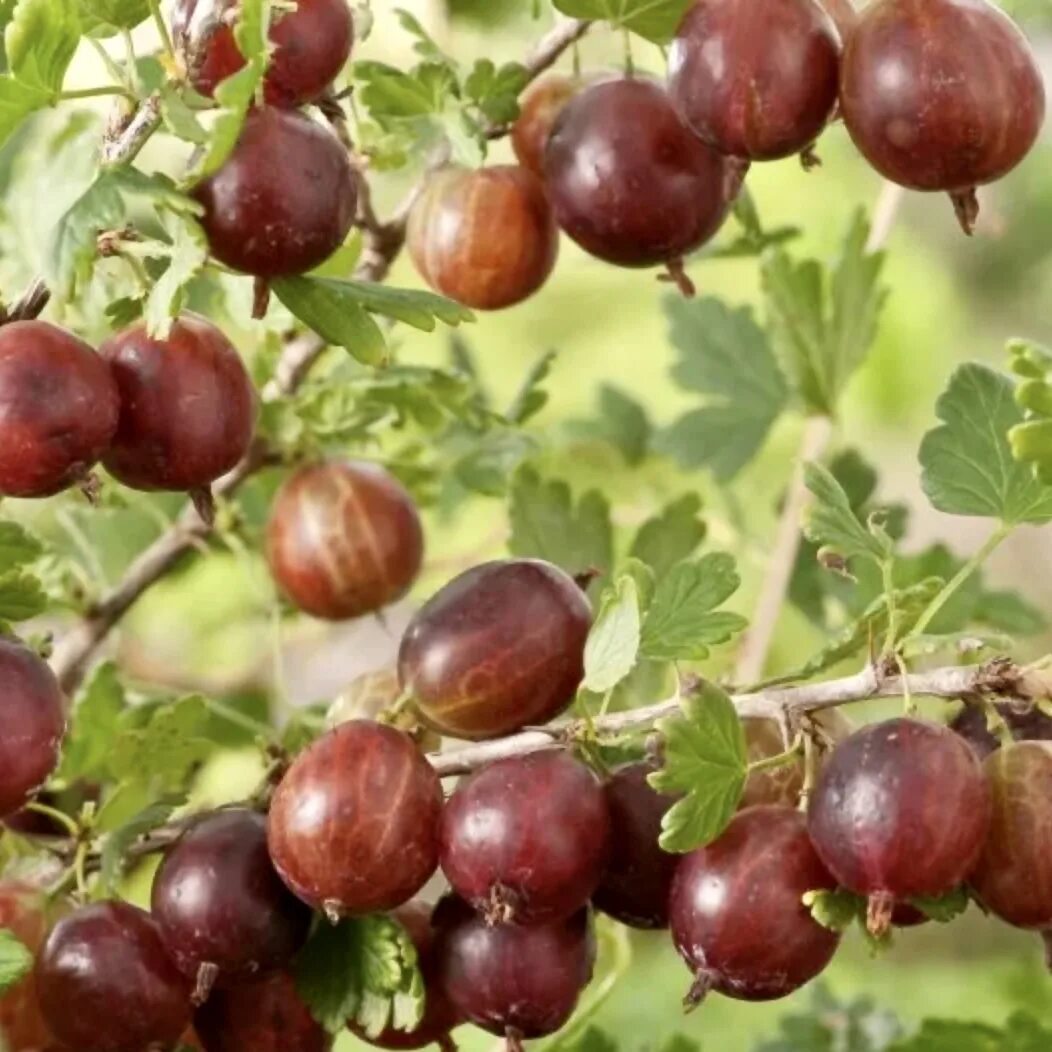 Крыжовник скрещенный со смородиной как называется. Крыжовник (ribes grossularia `Командор`). Крыжовник (ribes grossularia `Маяк`). Крыжовник финик.