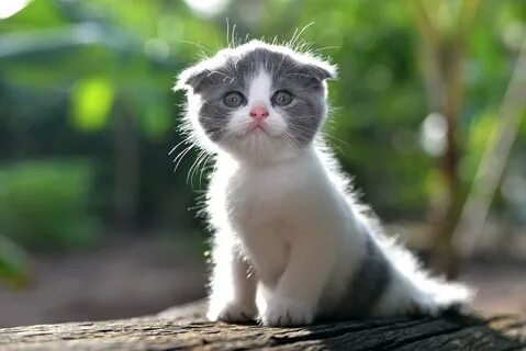 Картинка котиков милых смешных