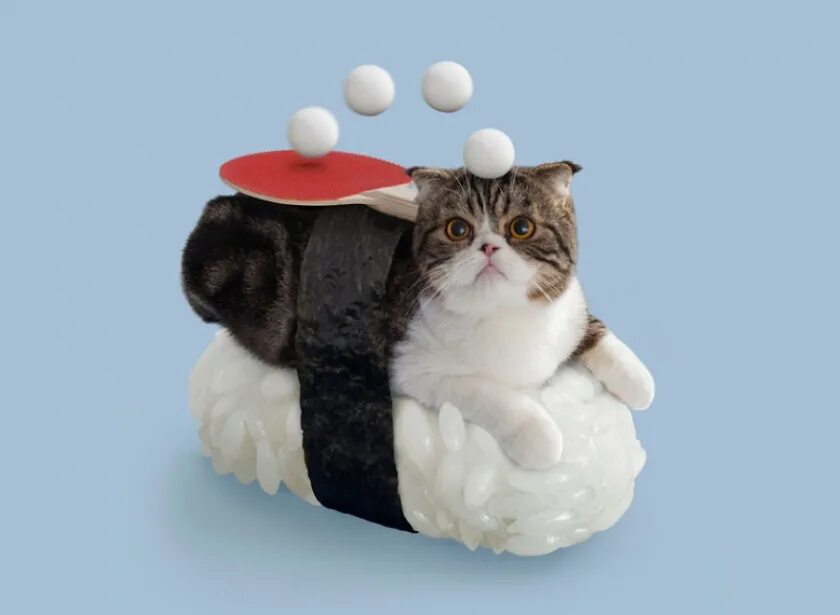 Суше кот. Суши кот. котик суши. японский кот суши. кошка и суши.