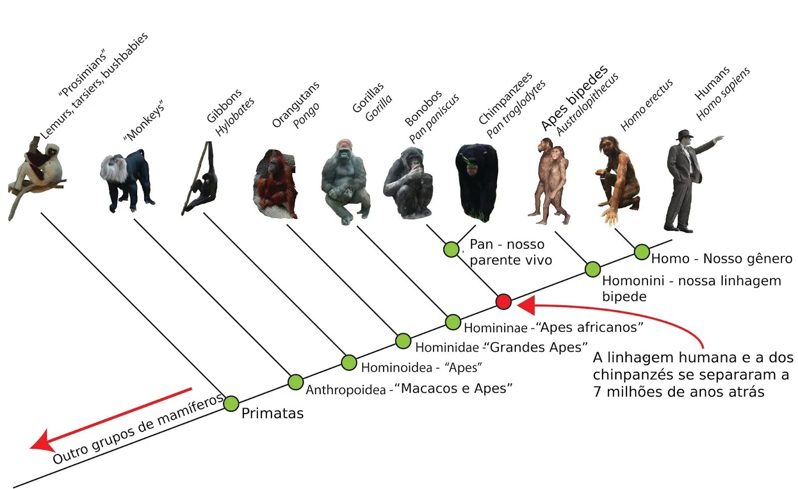 Жизни путем эволюции. Схема эволюции рода homo. Эволюционное Древо приматов и человека. Кладограмма приматов. Кладограмма человека.
