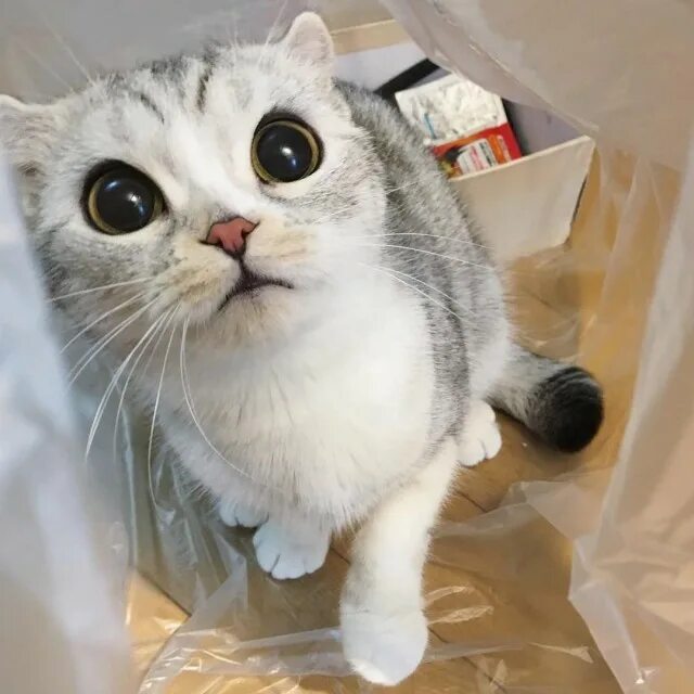 Самый известный кот. Кот гамильтон с усами. Самые модные породы кошек. Самые популярные котики. Знаменитый кот.