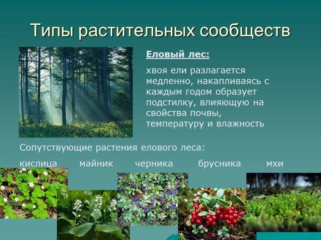 Распределите по группам изображения растительных сообществ. Растительные сообщества леса. растительное сообщество растений. растительные сообщества примеры. растительные сообщества. типы растительных сообществ..