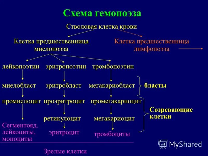 Клетки гемопоэза