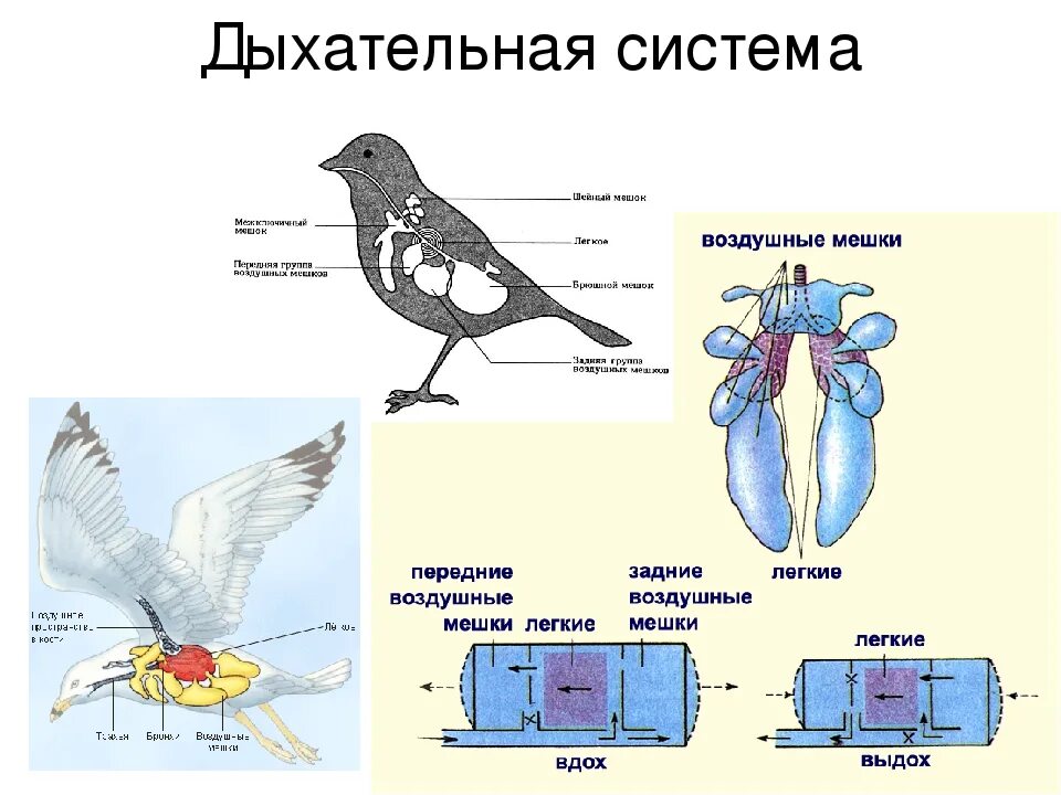 Какую функцию выполняют воздушные мешки. Система органов дыхания птиц органы дыхания птиц. Структура дыхательной системы птиц. Дыхательная система птиц строение и функции. Система органов дыхания птиц схема.