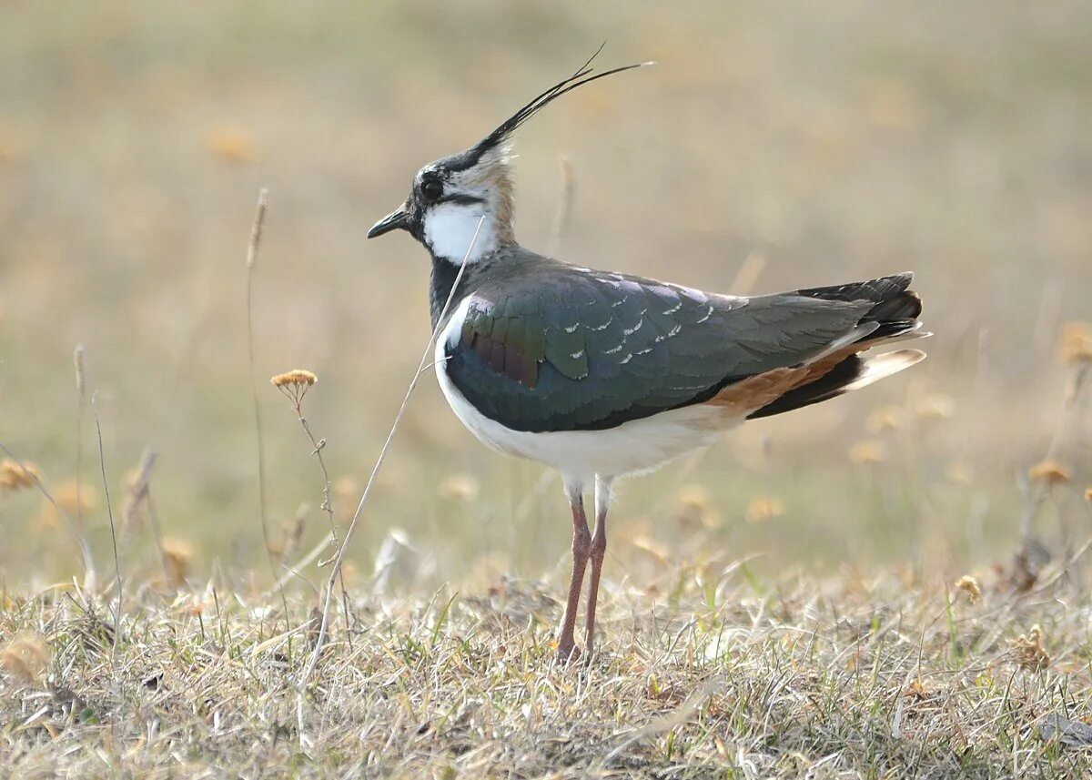 Чибис Vanellus Vanellus. Чибис пигалица птица. Чибис болотный. Чибис Луговой.