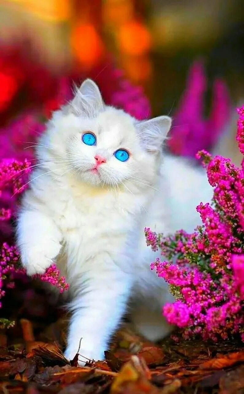 Очень красивые кошки картинки. Красивые кошечки. Красивые котики. Красивые котята. Милые котики.
