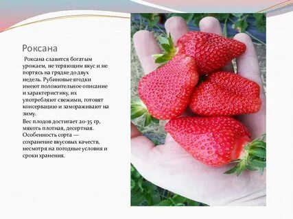 Сорта клубники характеристика