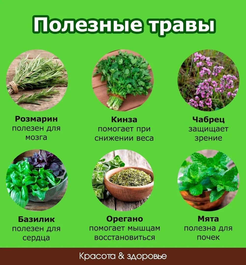 Г полезное растение