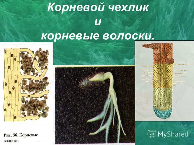 зоны корня корневые волоски 6 класс. корневые волоски находятся. зона роста. строение корневого волоска. корневые волоски – длинные выросты наружных клеток корня.