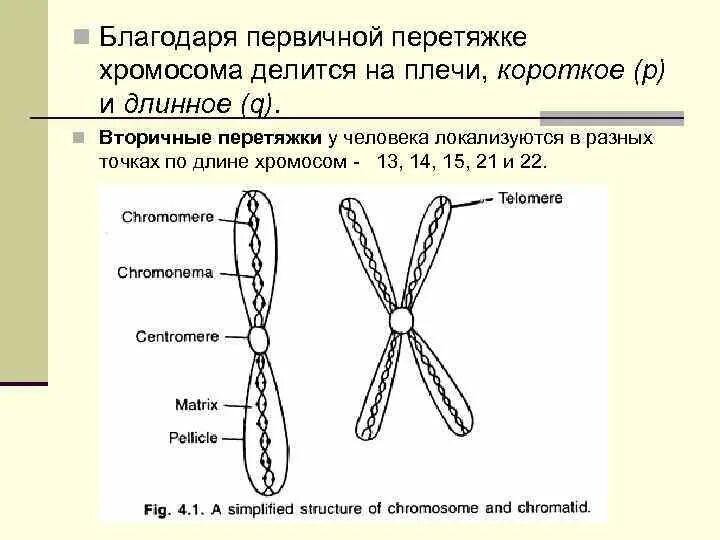 Какую форму имеет хромосома. Вторичная перетяжка хромосомы. Первичная перетяжка хромосомы. Строение хромосомы плечи. Строение хромосомы первичная перетяжка.