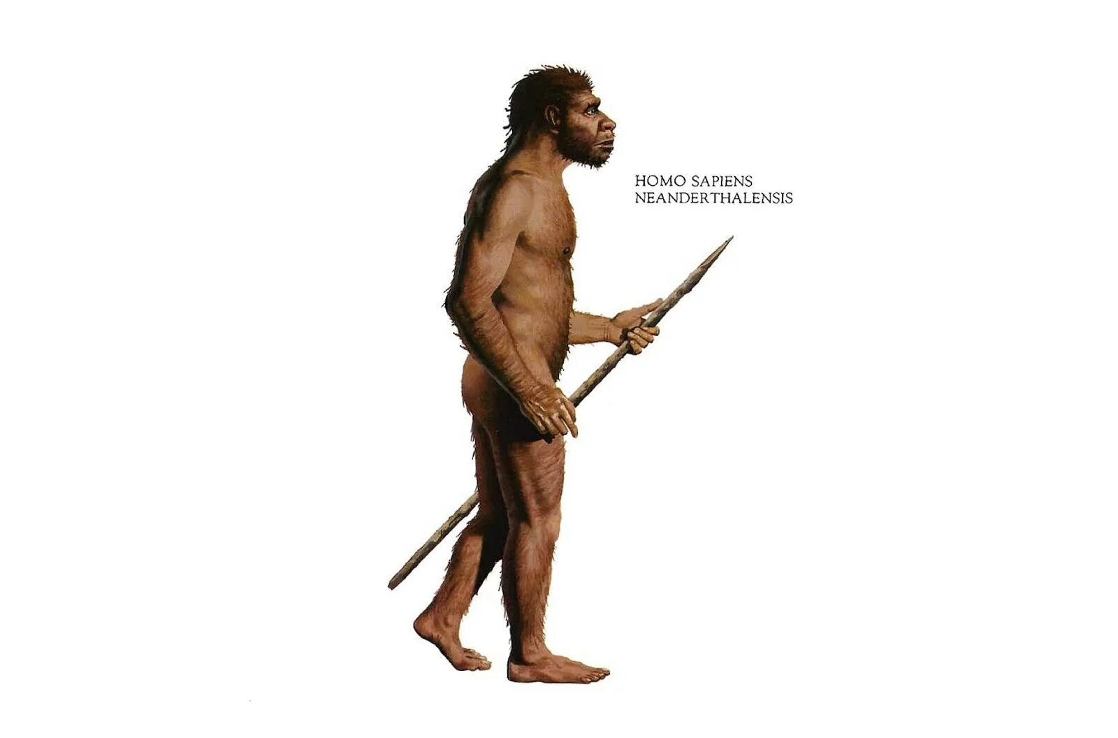 Программа homo sapiens. Хомо сапиенс кроманьонец. homo sapiens рост. homo neanderthalensis белый фон. хомо неандерталенсис в полный рост.