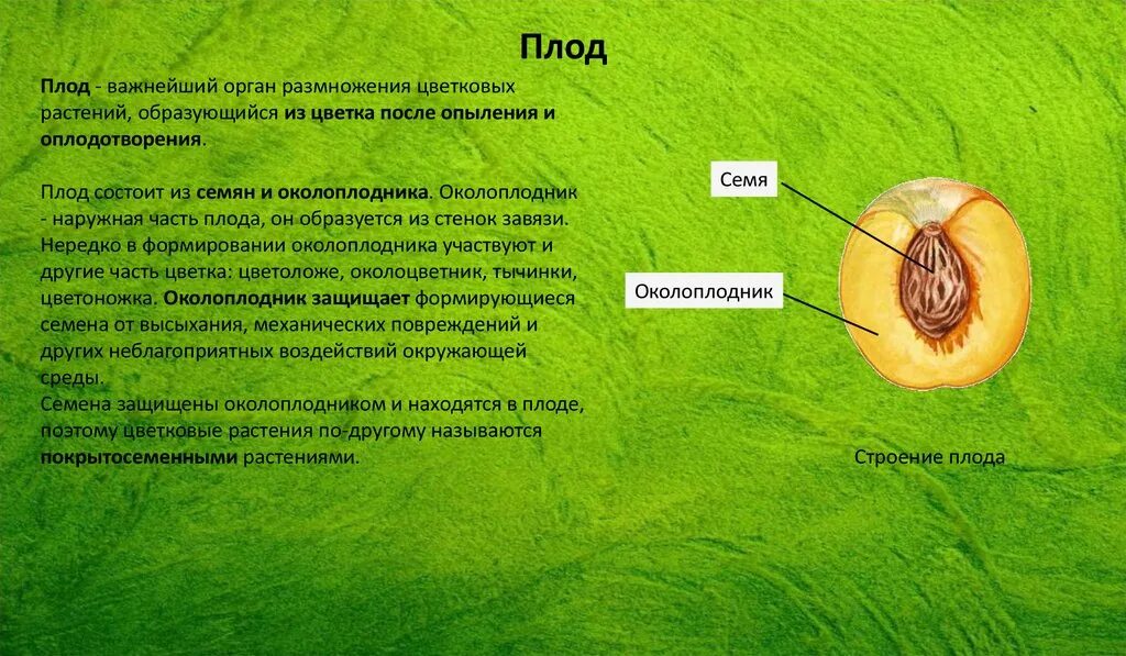 Плод это орган размножения цветковых растений. Плод важнейший орган размножения. Плод у растени йотразуется из .. Плод образуется из стенок завязи. Установите соответствие оплодотворение после опыления