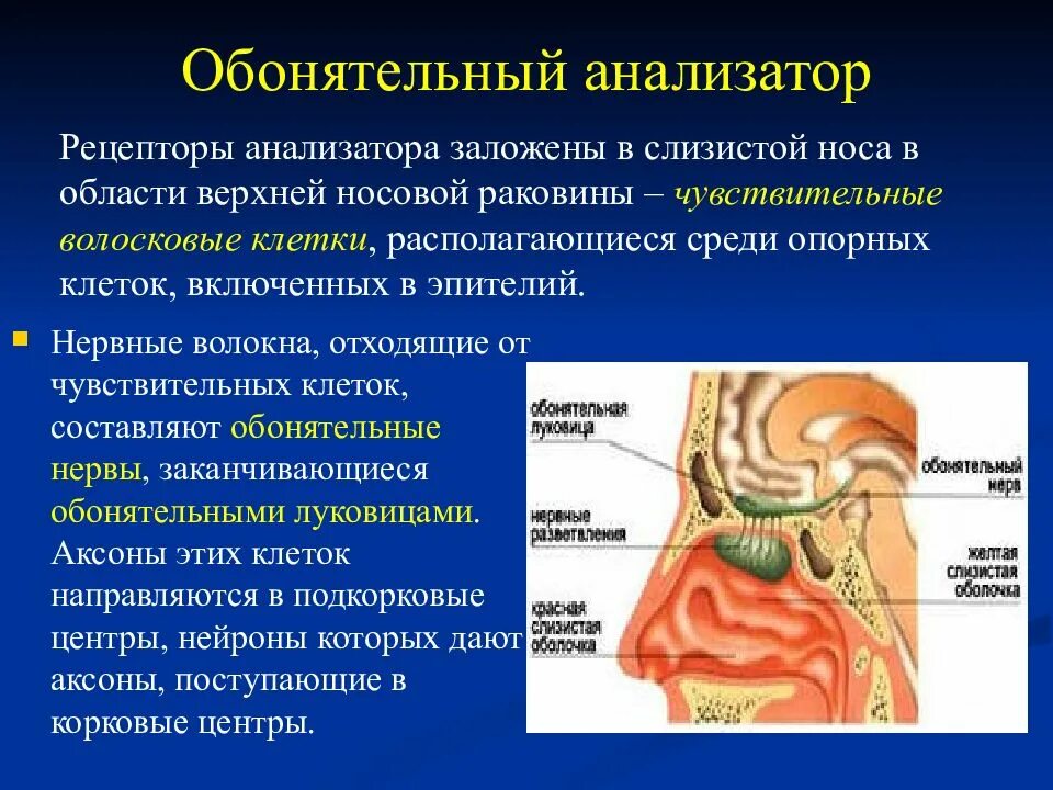 Обонятельный нерв отдел анализатора. Обонятельный анализатор обонятельный анализатор. Обонятельный нерв анализатор. Строение рецепторов обонятельного анализатора. Обаятельный анализатор.