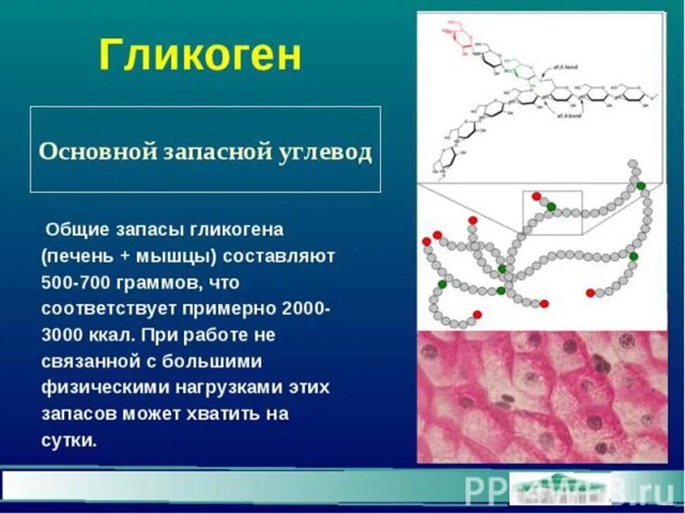 Запасным углеводом в печени человека является. Гликоген в организме. Гликоген функции. Гликоген это в биологии. Роль гликогена.