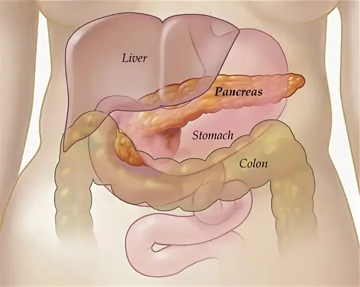 Где болит поджелудочная железа у женщин фото