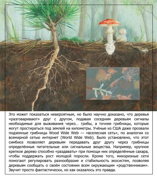 Грибы образующие микоризу с корнями. Микориза на корнях растений. Грибок – микориза. Микориза берёзы. Микориза культивированная.