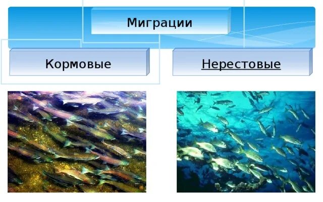 Что такое миграция биология 7 класс рыбы. Кормовые миграции. Миграция рыб презентация. Миграция рыб активные и пассивные. Урок классы рыб 7 класс