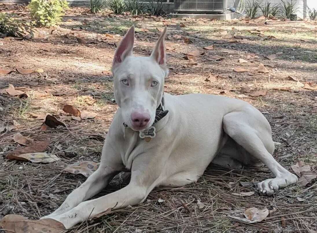 Cachorro Pitbull e Doberman juntos