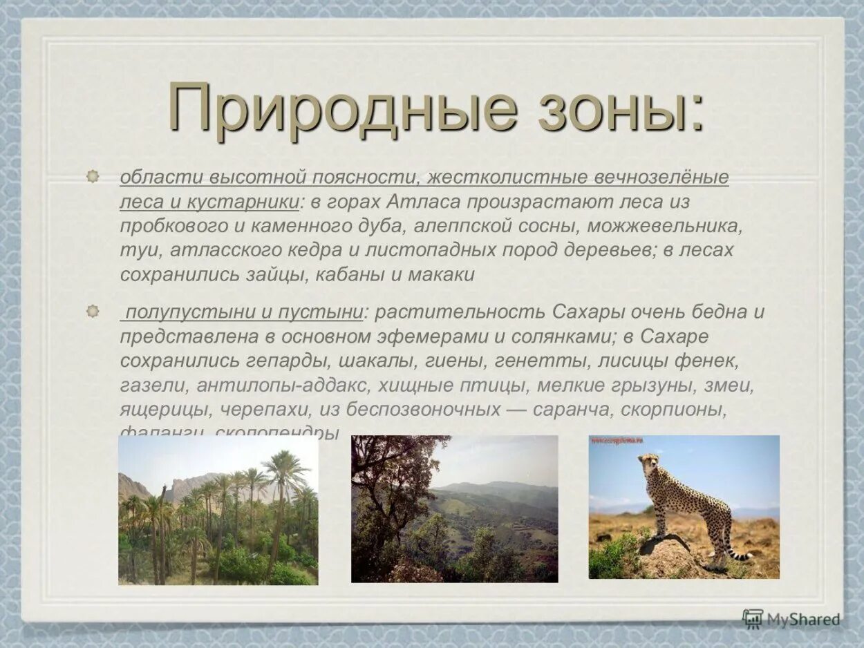 Жестколистные вечнозеленые леса. Жестколиственные вечнозеленые леса растения. Влажные экваториальные леса. Описание природной зоны вечнозеленые леса. Жестколистные вечнозеленые леса почва.