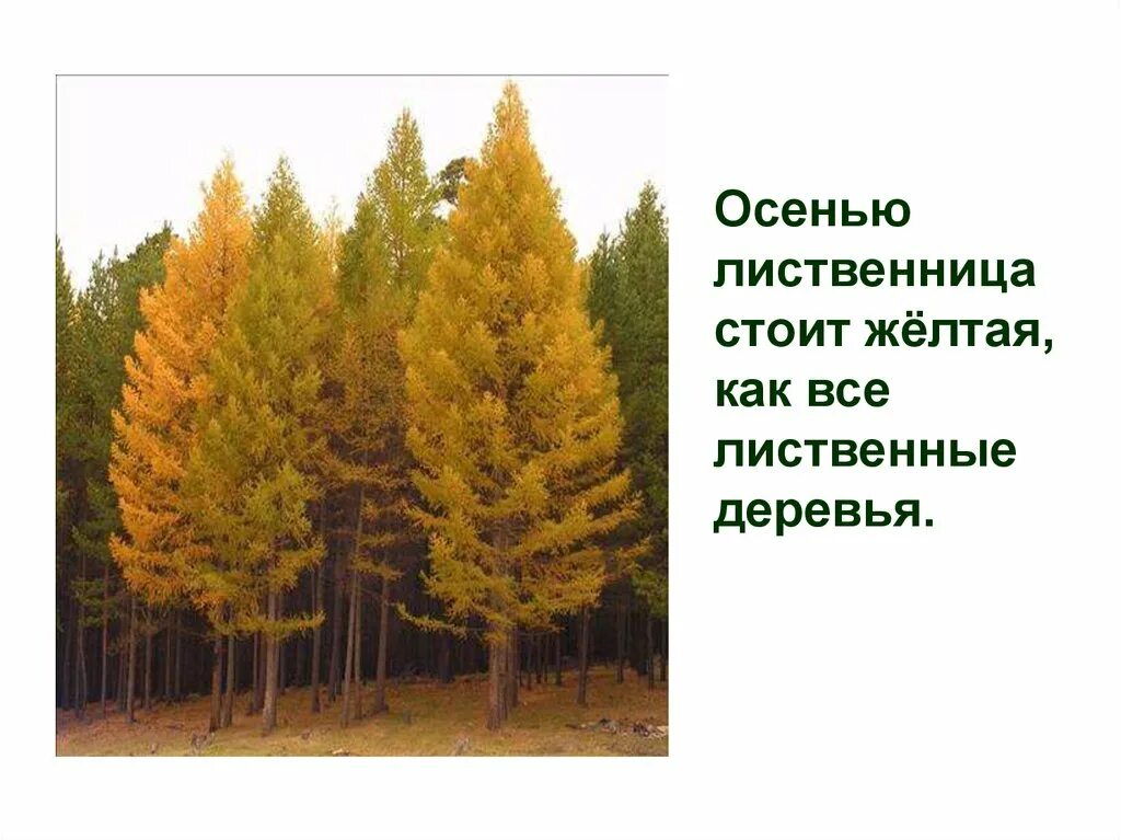 Желтая бороздка лиственного леса которую заметил васютка