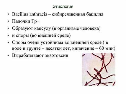 Возбудитель сибирской язвы относится к