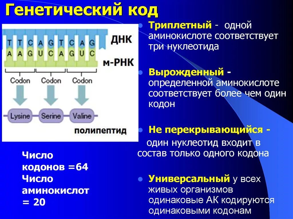 Сколько нуклеотидов содержат гены. Генетический код. Енетичеси од. Кодировка аминокислот нуклеотидами. Структура генетического кода.