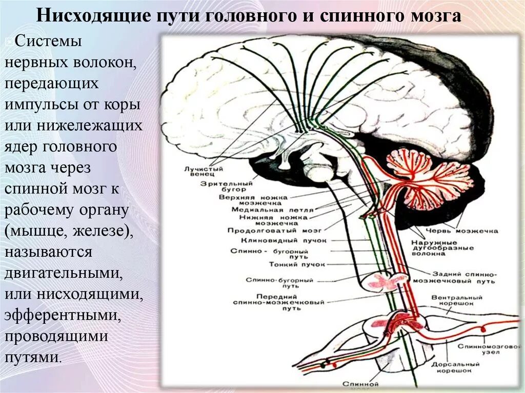 Нисходящий нерв. Восходящие и нисходящие пути головного мозга. Проводящие пути мозжечка схема. Мозжечок ядра и проводящие пути. Восходящие проводящие пути головного мозга.