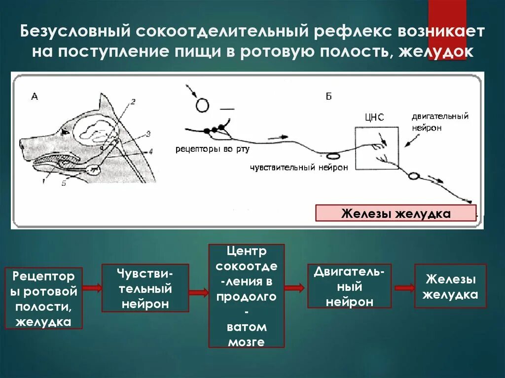 Как подавить рефлекс. Рефлеторная дуга условногорефлекса. Схема условного рефлекса слюноотделения. Схема безусловного рефлекса слюноотделения. Схему дуги безусловного слюноотделительного рефлекса.