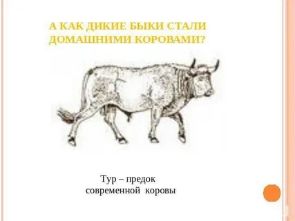 Стать быком