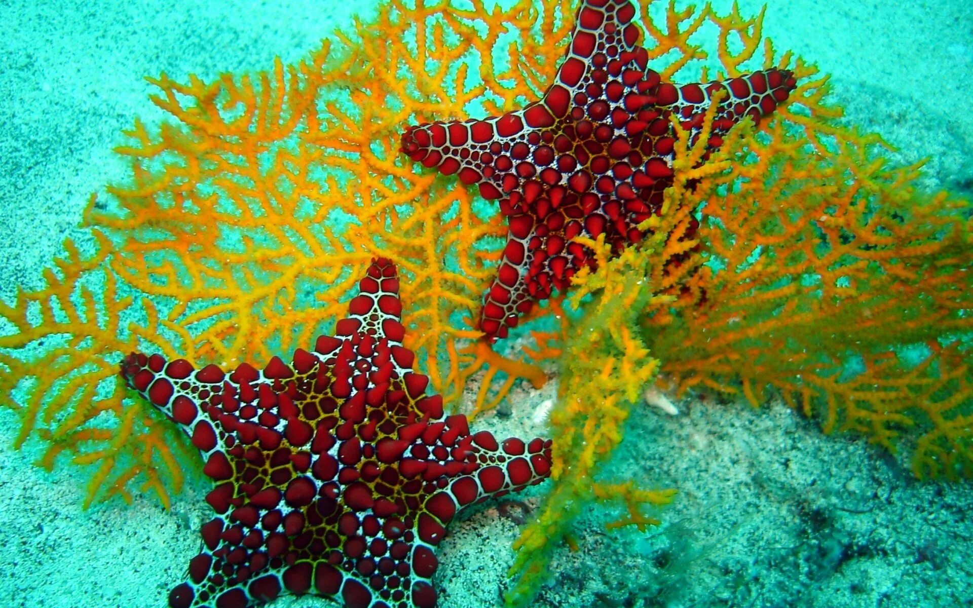 Морские звезды на дне. Солястер морская звезда. Иглокожие морские звезды. Кораллы это иглокожие. Морская звезда гониактиниды.
