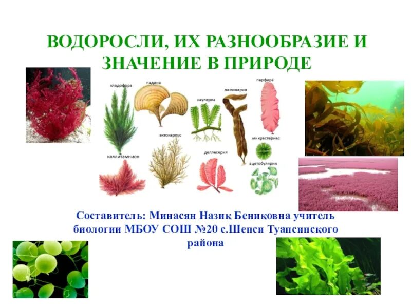 Разнообразие водорослей 6 класс. Разнообразие водорослей. Водоросли их многообразие в природе. Водоросли биология. Биология многообразие водорослей.