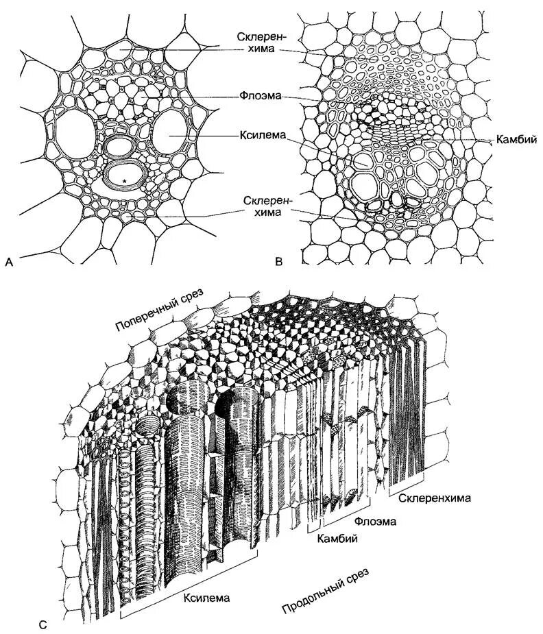 Проводящие ткани Ксилема и флоэма. Проводящие ткани растений ситовидные трубки Ксилема. Ткани растений Ксилема флоэма. Ксилема и флоэма это ткани. Флоэма рисунок
