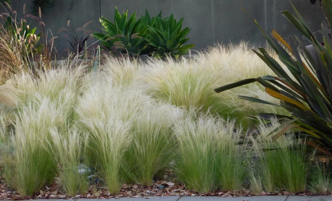 Ковыль (stipa). Ковыль тончайший (stipa tenuissima) "angel hair". Ковыль тончайший (stipa tenuissima) "angel hair". Ковыль (stipa)arundinacea. Ковыль гривастый.