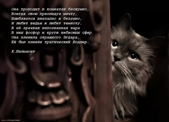 Стихи умершей кошке. Стихи о котах ушедших на радугу. Стихотворение про кошку. Стихи в память о кошке. Стихи умершей кошке.