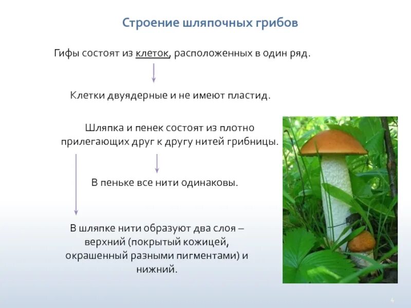 Значение шляпочных грибов в жизни человека. Размножение шляпочных грибов. Биология 6 класс Шляпочные грибы. Размножение шляпочного гриба 5 класс. Шляпочные грибы строение размножение.