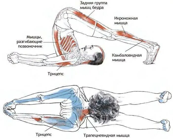 Растянула заднюю