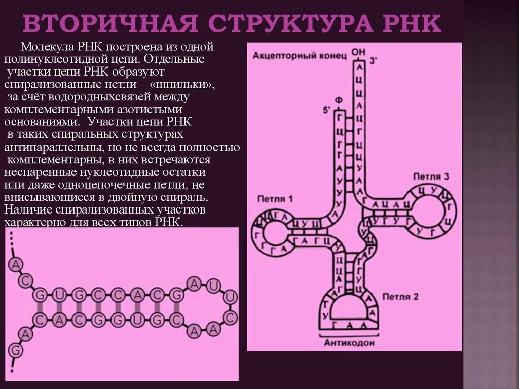 Особенности молекулы рнк. Строение ТРНК первичная структура. Структуры РНК первичная вторичная и третичная. Вторичная структура РНК биохимия. Вторичная и третичная структура РНК биохимия.