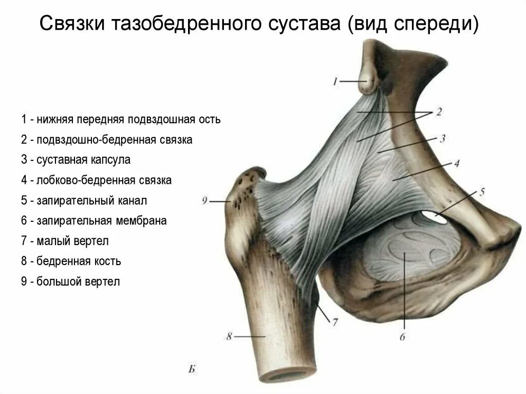 Связки образованы. Связочный аппарат тазобедренного сустава. Связочный аппарат тазобедренного сустава анатомия. Внутрисуставные связки тазобедренного сустава. Суставная капсула тазобедренного сустава анатомия.