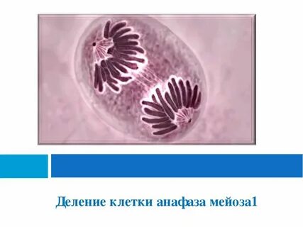 Для анафазы 1 мейоза характерно