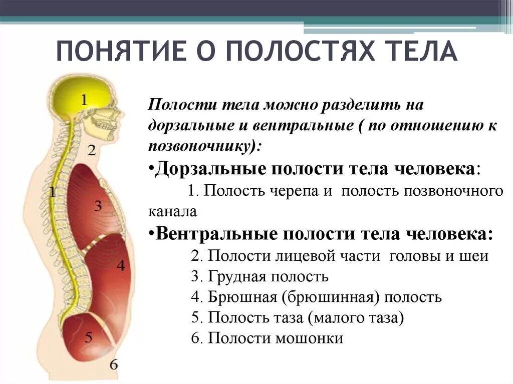 Полости тела человека. Полость тела понятие. Полости тела человека анатомия. Части тела полости тела анатомия. В какой полости тела они расположены