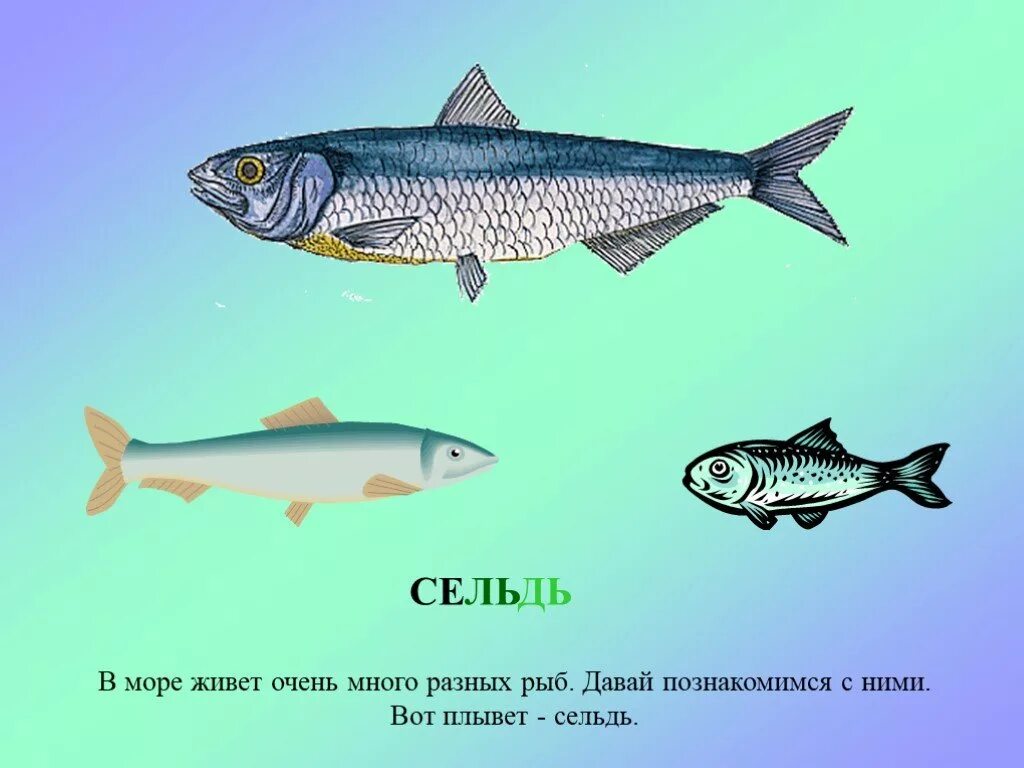 В мире существует несколько десятков рыб огэ. Селедка плавает. сельдь обитает. сельдь плывет. презентация на тему рыбы сельдь.
