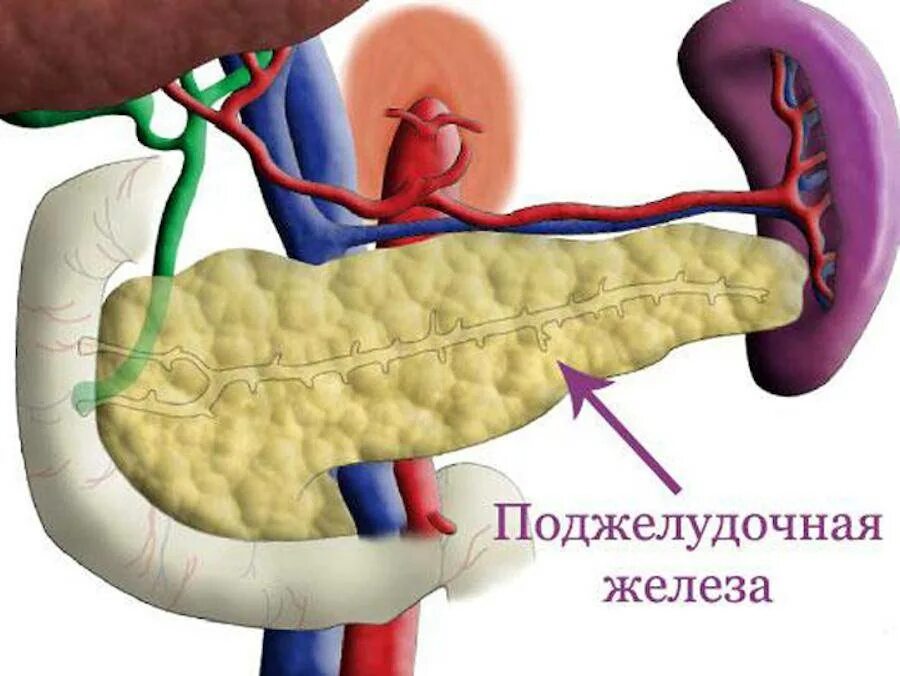 Поджелудка где. Поджелудочная железа где находится. Поджелудочная железа расположена. Поджелудочная расположение.