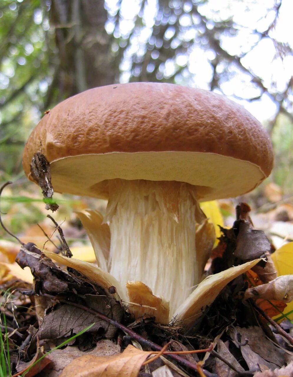 Free Images : food, produce, agaricus, matsutake, edible mushroom, shiitake, aga