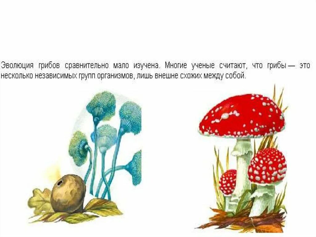 Происхождение грибов. Эволюционное древо органического мира. Эволюция грибов и растений. Трава и грибы. Эволюция грибы и растения.